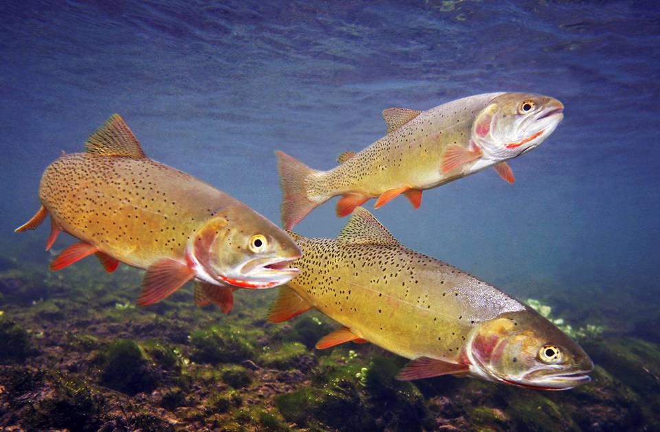 Photography: Yellowstone and its Cutthroat Trout | Hatch Magazine